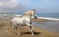/album/hayvanlar-alemi/www-wallpapersharing-com-horse-3-horses-1280x800-jpg/